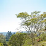 羅卡旅館