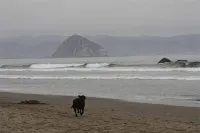Cayucos Cottage. Steps to the Best Beach in Cayucos. - 4-Star