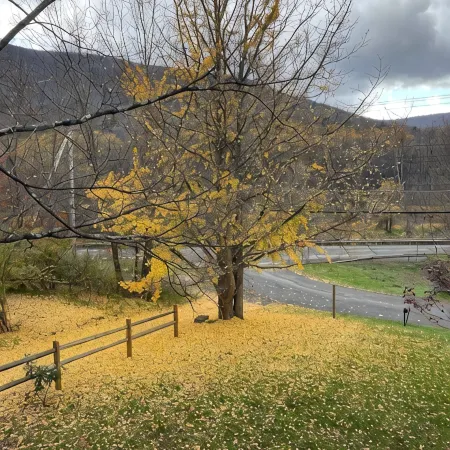 Inviting, Cozy Catskills Home - Primed for Fall!