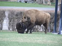 Cozy Home 10 blocks from Yellowstone Park - 2つ星