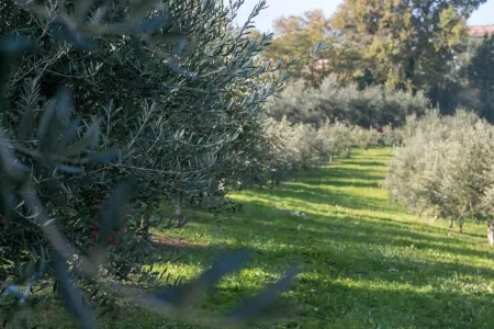 Agriturismo Acetaia Sereni