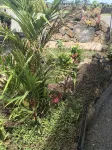 KAUAI Poipu Beach Escape to Tropical Paradise..Beautiful Mountain views! - 빌라