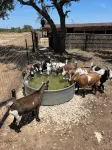 Beautiful Hill Country Charm. 88 acres with mini farm animals. - 4-Star