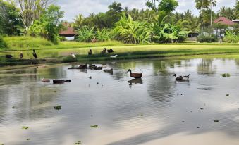 As I am Ubud Retreat