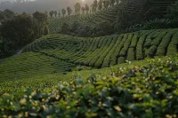 101 Tea Green View Hotels in Mae Fa Luang