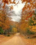 Renovated cabin / beach access / 1+ acre of woods