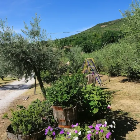 Colle Degli Olivi Snc