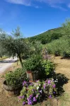 Colle Degli Olivi Snc Hotels in Armenzano