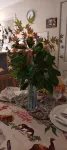 Lampe House - A cosy, pet friendly cottage at Talbingo, Snowy Mountains NSW