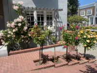 My Rosegarden Guest Rooms - Bed and Breakfasts