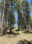 8 miles to Mount Rushmore - Sleeps 2 - King Bed - Chalets