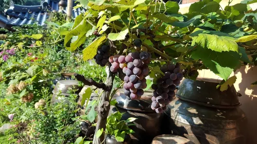 Bukyungdang Hanok Guesthouse Photos