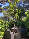 Guest House Berzefi Hotels near Chiesa Via Monastero Noli