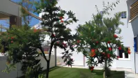 Nikiti Comfort Hotels in Ormos Panagias