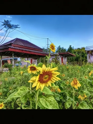 รูปภาพของเครือเคียงดาวรีสอร์ท
