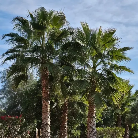 Grande Villa Très Proche Centre Ville, Avec Piscine, Terrain de Boules sur Golf