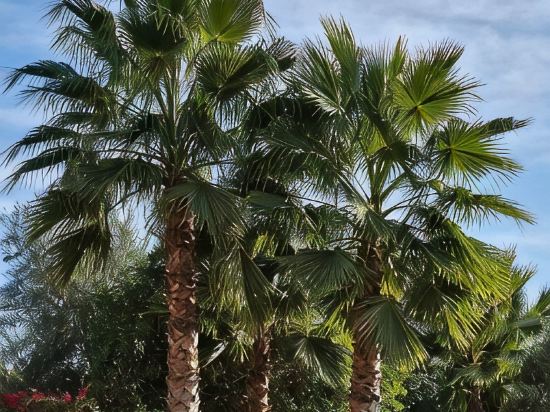 Grande Villa Très Proche Centre Ville, Avec Piscine, Terrain de Boules sur Golf