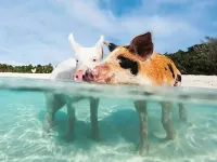 Luxurious Exuma 2 Bdrm Apartment, Newly Built, #2 ファーマーズ・ヒルのホテル