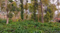 Avocado Cottages by Alaya Stays, Coorg - parking
