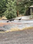 Spacious get away cabin in Mineral, minutes from Lassen south entrance - 3-Star
