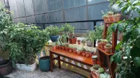 alley homestay Lieu Giai - Pensionat