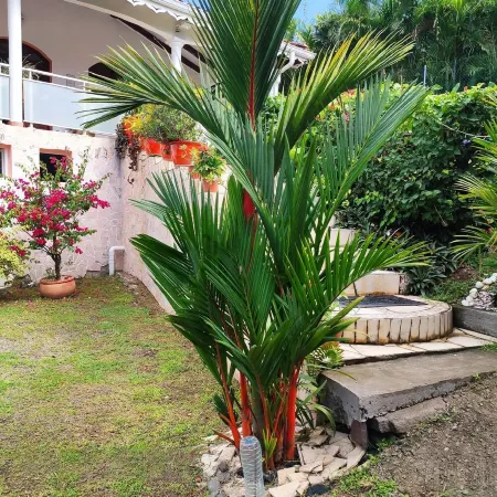 Apartment Janelle type F2 Отели в г. Ле Диаман