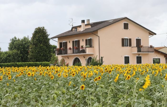 Rosa di Assisi