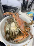 Pelican Place--lit dock, crab cages, W/D, 5 TVs, gameroom, fully stocked kitchen - 4-Star