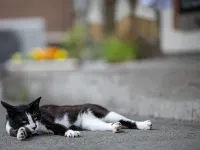 厚仁之宿
