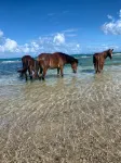 Casa Bendita Vieques - Ocean View and Amazing Pool - de playa