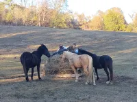 Roomy 3-Bedroom Horse & Goat Ranchette with Hiking Trails. Noccalula & Gadsden - 3 tähden