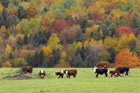 Charming historic cottage on scenic road to Mt. Greylock - Country Houses