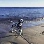 Sydkustens at Pillehill - Pet friendly