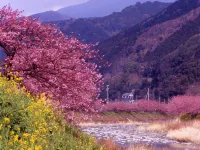 Taiyoso Hotel di Kawazu