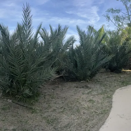 Paradise 4 BRM VIP DRIVING ACCESS Coachella Festival