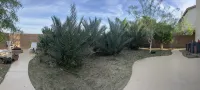 Paradise 4 BRM VIP DRIVING ACCESS Coachella Festival
