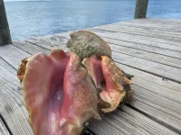 Pink Bikini Apartment with Dock, Green Turtle Cay - キッチン