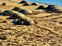 Sunny Poipu Beach House Near Grand Hyatt, Views, AC, Guest Favorite - 비치