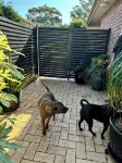 Salty Crew villa , Central spot , Pet friendly ,private garden oasis secure yard - Wi-Fi