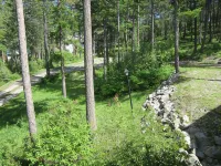 Cathedral in the Pines Near Flathead Lake, 3000 Sq Ft - Wifi