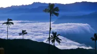 Minca El Dorado Reserve - Homestays