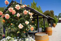 Beechworth on Bridge Motel Hotels in Beechworth