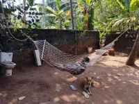Molly's Hostel Hotels in 
