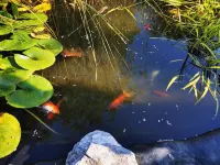 Specious Quiet 3b2b single family home with fish pond and Netflix more - Wifi