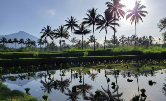 Les Rizieres Lombok - Tetebatu