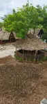 Zanzigo