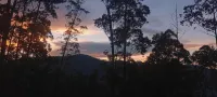 Hidden Pine Ella