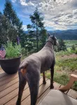 Charming 3-bedroom cabin in Florissant, CO - 4-Star