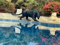 Irai Safari Retreat Hotels in Chandrapur District