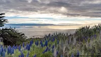 Wine Down Cottage in the Heart of Cambria - 4 Sao